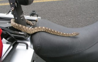 Western Diamondback Rattlesnake on Motorcycle Seat